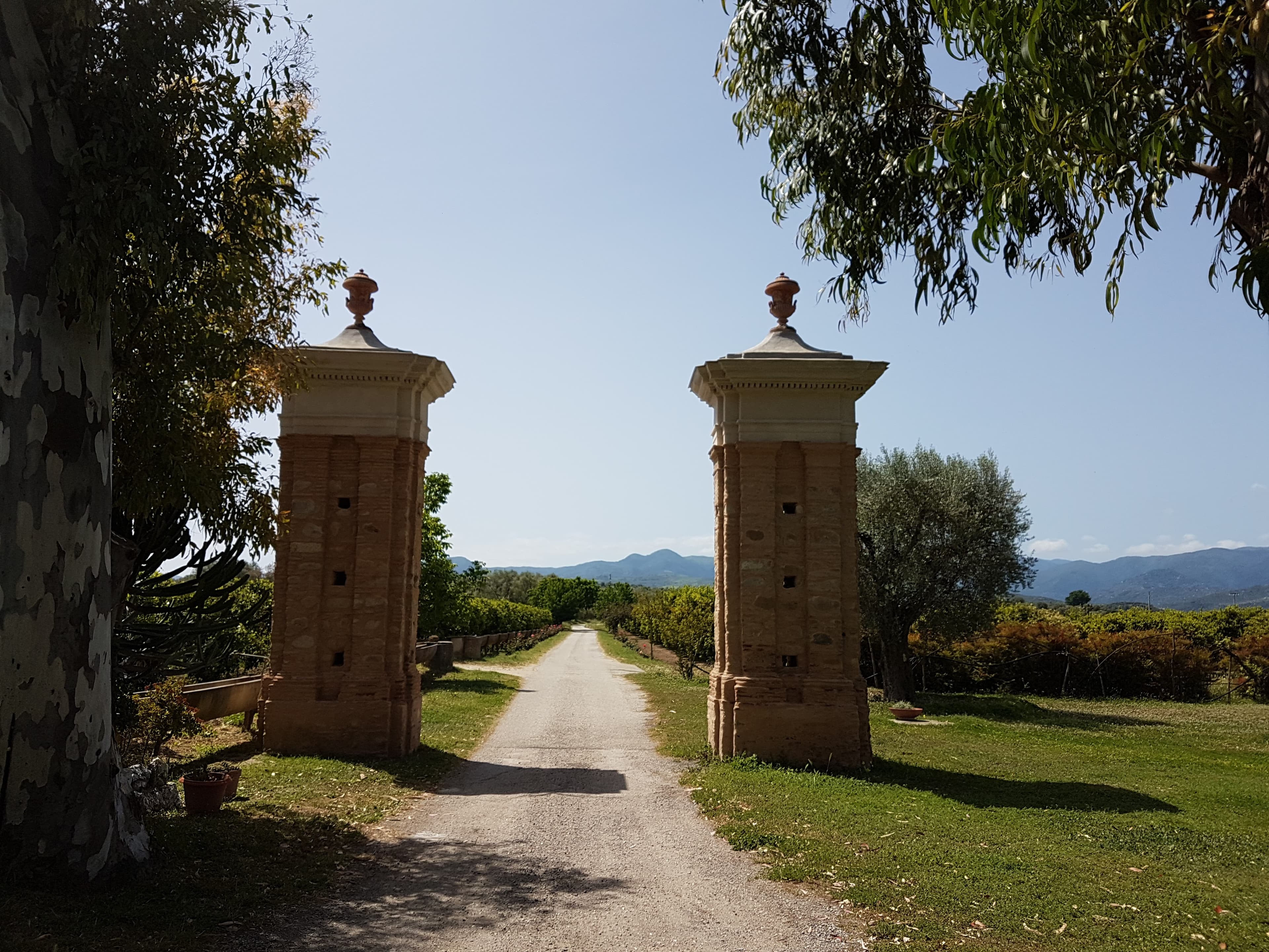 Historic citrus and olive groves surrounding the estate
